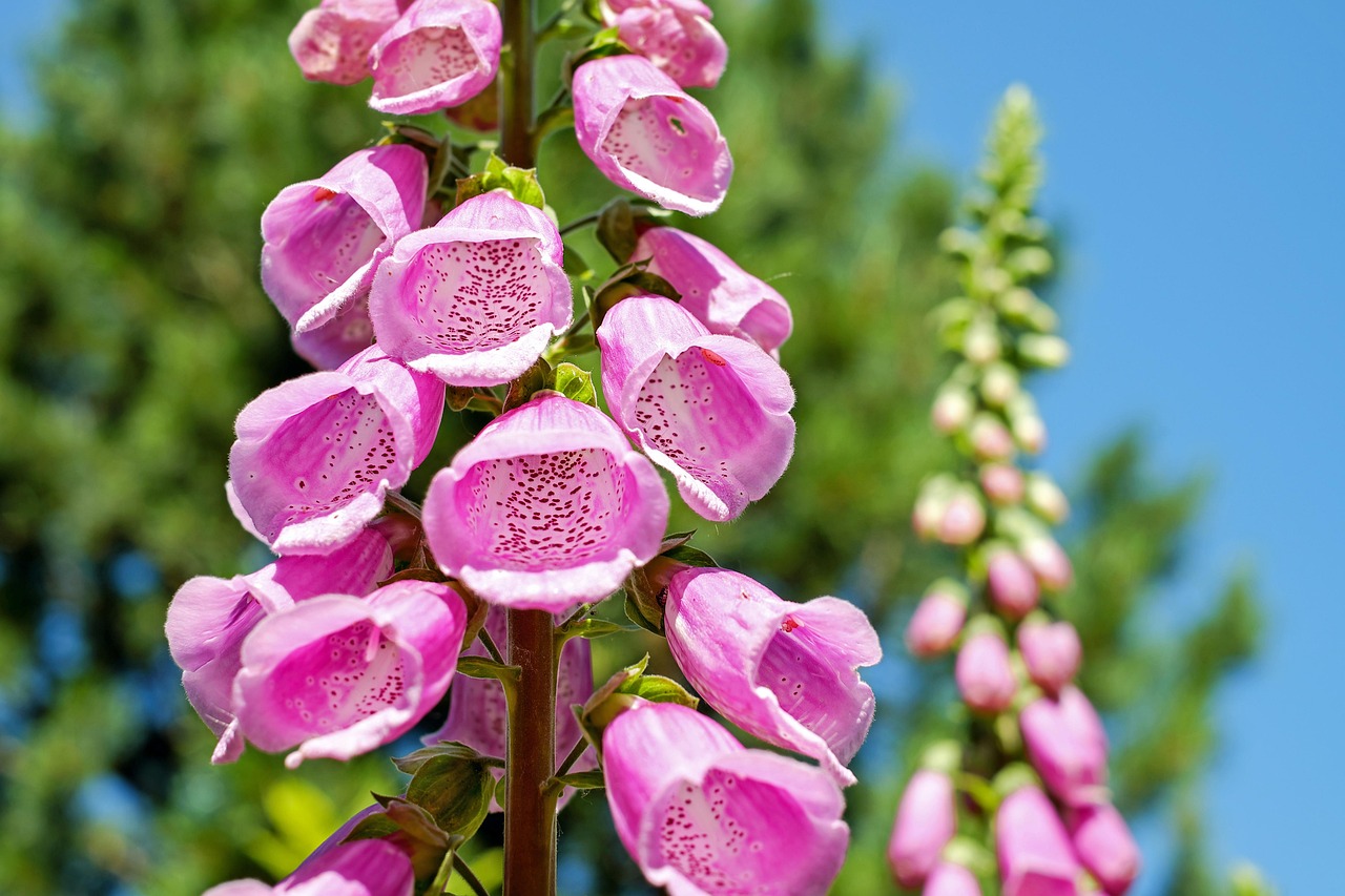 Bloeiende muurplanten in kleine stedelijke tuin. Bloeiende muurplanten in kleine stedelijke tuin.