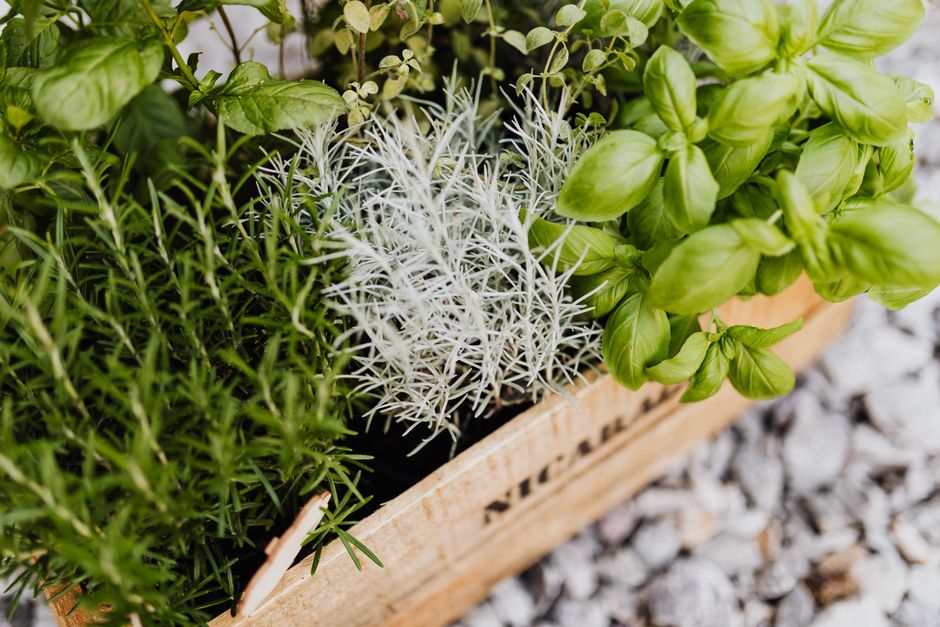 Rustieke Scandinavische kruidenhoek met verse planten.