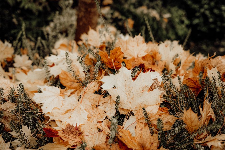 Tuin met kleurrijke herfstbloemen en gereedschap. Tuin met kleurrijke herfstbloemen en gereedschap.