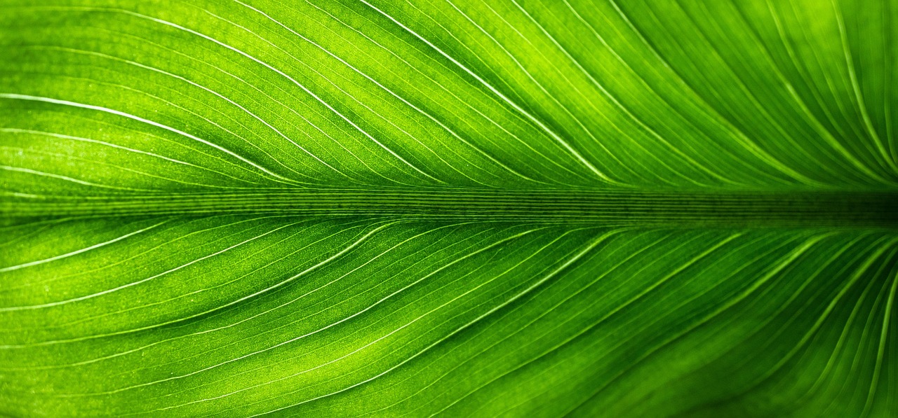Zomer: weelderige rozenstruiken vol kleur. Zomer: weelderige rozenstruiken vol kleur.